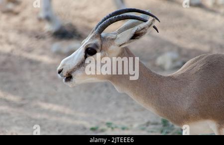 Arabian Sand Gazelle In Natural Habitat Conservation Area, Saudi Arabia ...