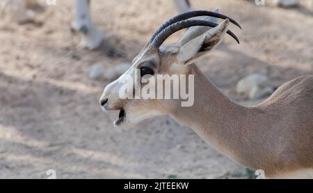 Arabian Sand Gazelle In Natural Habitat Conservation Area, Saudi Arabia ...