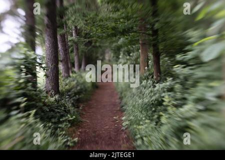 artistic blurred picture of a forest path Stock Photo