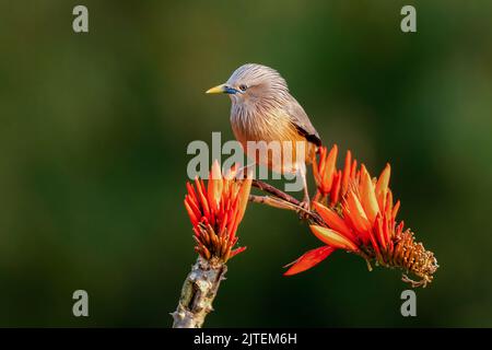 Birds in Flower Stock Photo