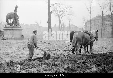 Ein Mann hinter dem Pflug, gezogen von zwei Pferden, bei der Feldbestellung im Tiergarten, im Hintergrund das Denkmal der Fugurengruppe 'Fuchsjagd um 1900', Berlin, Deutschland 1947. Stock Photo