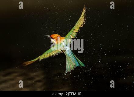 Birds in Flying Stock Photo