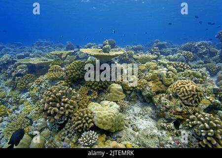 Intact coral reef with dominating stone corals, Maldives, Indian ocean, Asia