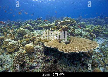 Intact coral reef with dominating stone corals, Maldives, Indian ocean, Asia