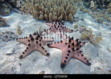 Chocolate chip starfishes [Protoreaster nodosus]. Cebu, Philippines Stock Photo