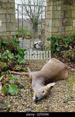 Roe deer (Capreolus capreolus) doe lying dead on garden path after running into a closed gate, after being startled by a security light, Wiltshire, UK Stock Photo