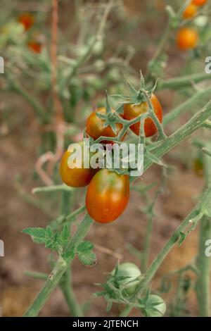 Tomatoes on the branches grow in the garden Stock Photo