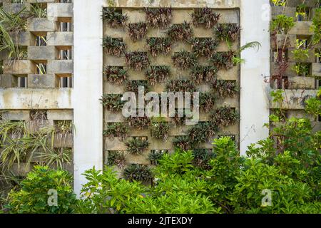 A building wall full of plants Stock Photo