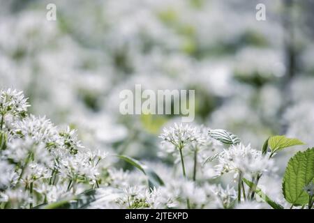 A carpet of white wild garlic flowers Allium Ursinum, UK Stock Photo