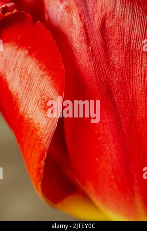 Tulip petals in close-up showing the sheen on the surface Stock Photo