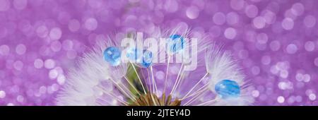 Beautiful dew drops on dandelion seed macro. Beautiful soft violet background. Water drops on parachutes dandelion. Copy space. soft focus on water droplets. abstract background. Macro nature Stock Photo