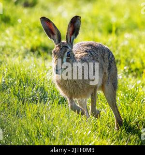 Close up of a secretive brown hare, Lepus europaeus, running towards the camera through a farmer's field, UK wildlife Stock Photo