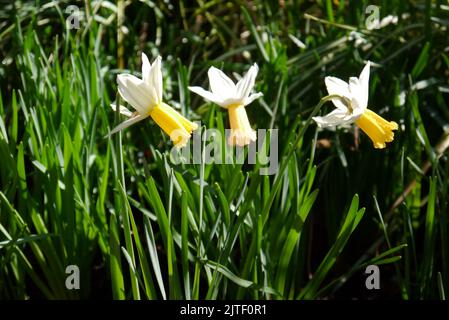 Three White/Yellow Narcissus, Cyclamineus Daffodil 'Winter Waltz' Flowers at Sizergh Castle and Garden near Kendal, Lake District National Park. UK. Stock Photo
