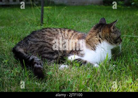 Adorable cat laying around in the sun Stock Photo