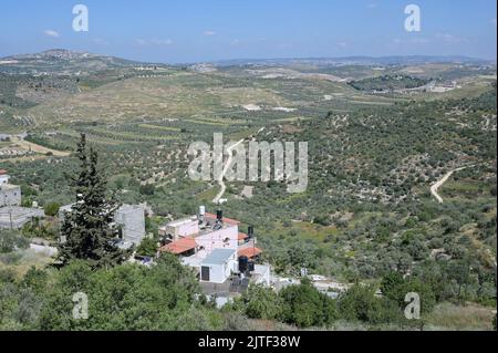 PALESTINE, Jenin, village Anza, olive farming / PALÄSTINA, Jenin, Dorf Anza, Oliven Anbau Stock Photo