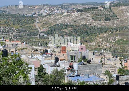 PALESTINE, Jenin, village Anza, olive farming / PALÄSTINA, Jenin, Dorf Anza, Oliven Anbau Stock Photo