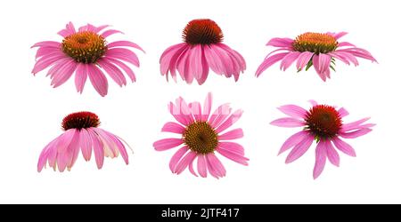 Pink coneflowers group isolated on white background Stock Photo