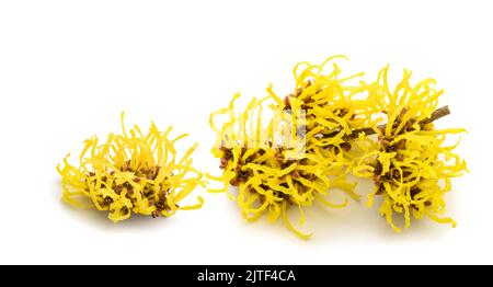 Witch hazel flowers  isolated on white background Stock Photo