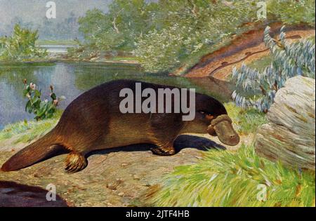 Platypus (Ornithorhynchus anatinus) in its natural environment, seldom ...