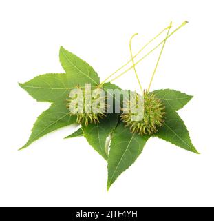 American sweetgum leaves with fruits isolated on white Stock Photo