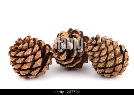 Dried pinecones isolated on white background Stock Photo