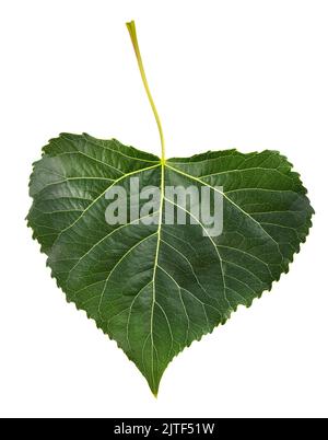 Black poplar leaf isolated on white background Stock Photo