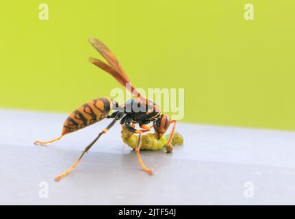 Close view of large wasp eating caterpillar on green and silver background Stock Photo