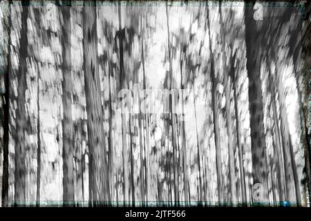 Ry Silkeborg trees interpretation Skyttehuset in the Danish Lake District Stock Photo
