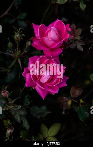 Fresh pink roses blooming on a flowering bush Stock Photo