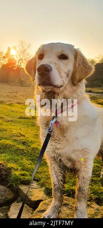 Muddy Juvenile Golden Retriever at Sunset Stock Photo