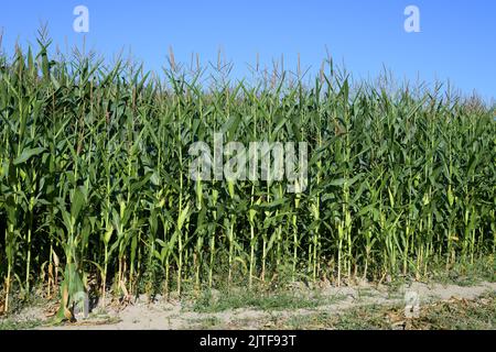 Stalks of field corn growing under a blue sky in a dry field in the Snoqualmie Valley of Washington State Stock Photo