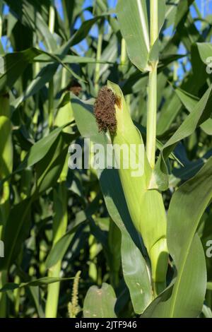 Green cob of field corn growing at the end of summer in Western Washington Stock Photo