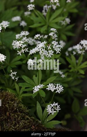Sweet Woodruff (Galium odoratum) blooming white flower in a botanical garden, Lithuania Stock Photo