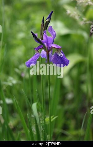 Single flower Siberian iris (Iris sibirica) blooming blue flower in a botanical garden, Lithuania Stock Photo