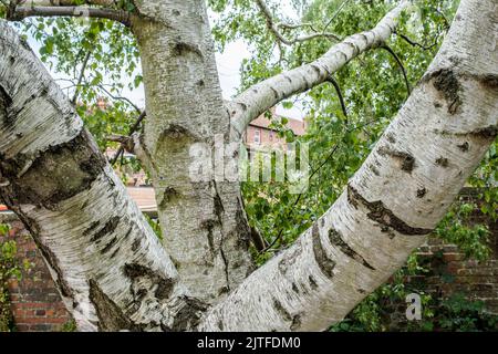 Dorking Surrey Hills, London, UK, August 20 2022, Mature Silver Birch Tree Textured Truck Bark And No People Stock Photo