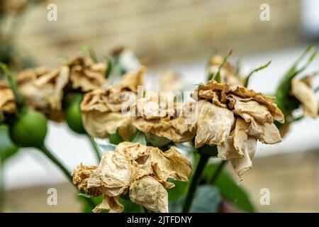 Dorking Surrey Hills, London, UK, August 20 2022, Dead Rose Flowers With Seed Pods Stock Photo