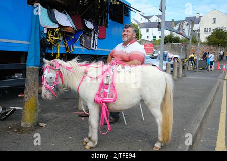 Ballycastle, United Kingdom. 30 Aug, 2022. Man with beard, seated behind miniature white horse with pink bridle at horse trading area during the closing day of Ireland's oldest fair in the seaside town of Ballycastle on the north coast of North Antrim wrapping up a bank holiday weekend of trading, and a programme packed with entertainment, local and international cuisine at The Ould Lammas Fair. Credit: Steve Nimmons/Alamy Live News Stock Photo