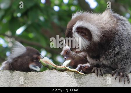 Little monkey native to areas of Atlantic Forest seen over a wall near Maceio, Alagoas, Brazil. Also known as Mico Estrela. Stock Photo