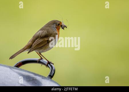 Robin (Erithacus rubecula) with a beak full of insects isolated, UK wildlife Stock Photo