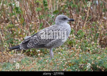 Juvenile lesser Black-backed gull, Isle of May National Nature Reserve, Firth of Forth, Scotland, UK Stock Photo