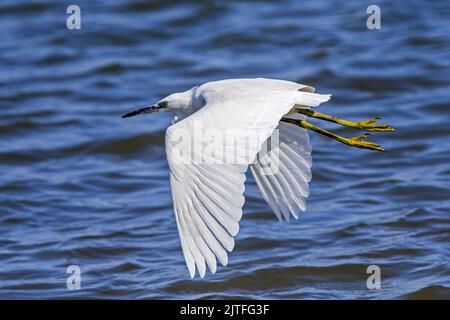 Little egret (Egretta garzetta) juvenile flying over water of lake in summer Stock Photo