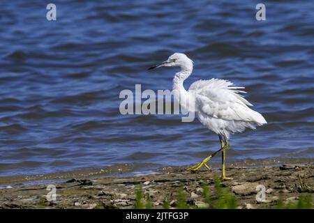 Little egret (Egretta garzetta) juvenile with ruffled feathers foraging along lake bank / pond shore in summer Stock Photo