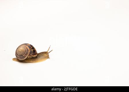 A big garden grape snail Helix pomatia on a white background. Stock Photo
