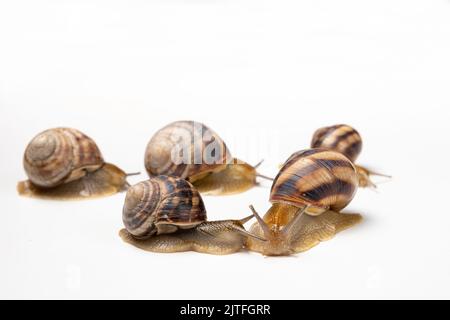 Five large garden snails Helix pomatia crawl on a white background. Stock Photo