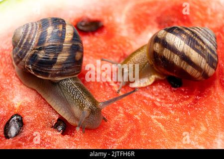 Two large snails sit on a watermelon and eat it. Feeding snails. Stock Photo
