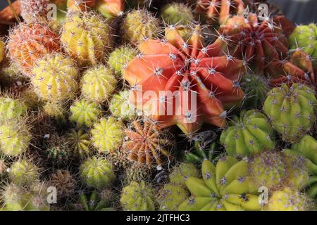 Different scenes of the natural world with focus on plants and flowers. Stock Photo