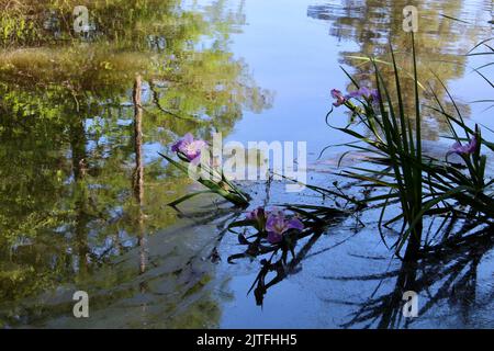 Different scenes of the natural world with focus on plants and flowers. Stock Photo