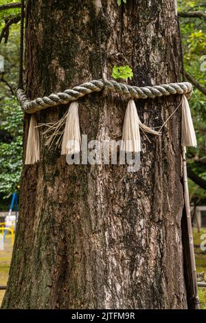 A Yorishiro rope tied around a 300 years old ginkgo tree at the Akasaka ...