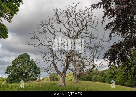 Dead elm trees in the landscape, Fyvie Castle, Aberdeenshire, Scotland UK Stock Photo