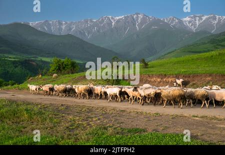 A herd of sheeps in the mountains. Flock of farm animals going back home from alpine pastures. Big group moving rural countryside road. Beautiful nature landscape, mountain range in background Stock Photo